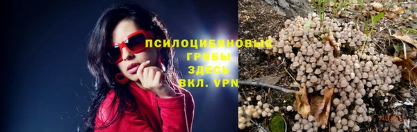 прущие грибы Волосово