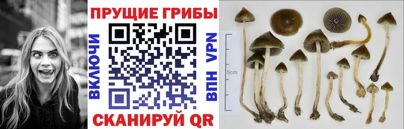 Псилоцибиновые грибы Magic Shrooms Купить где Малоярославец